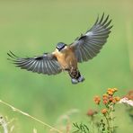 Kleiber im Anflug