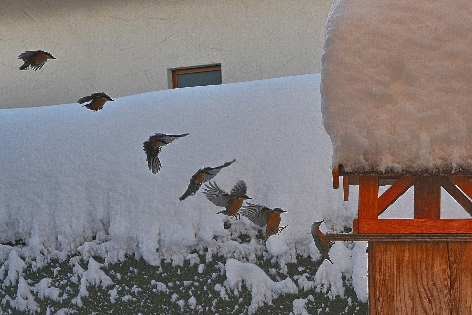 Kleiber im Anflug