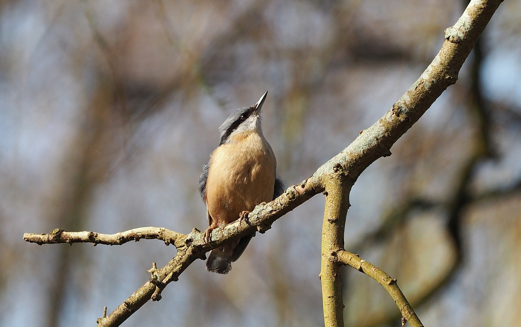 Kleiber im Baum