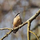 Kleiber im Baum