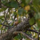 Kleiber im Baum