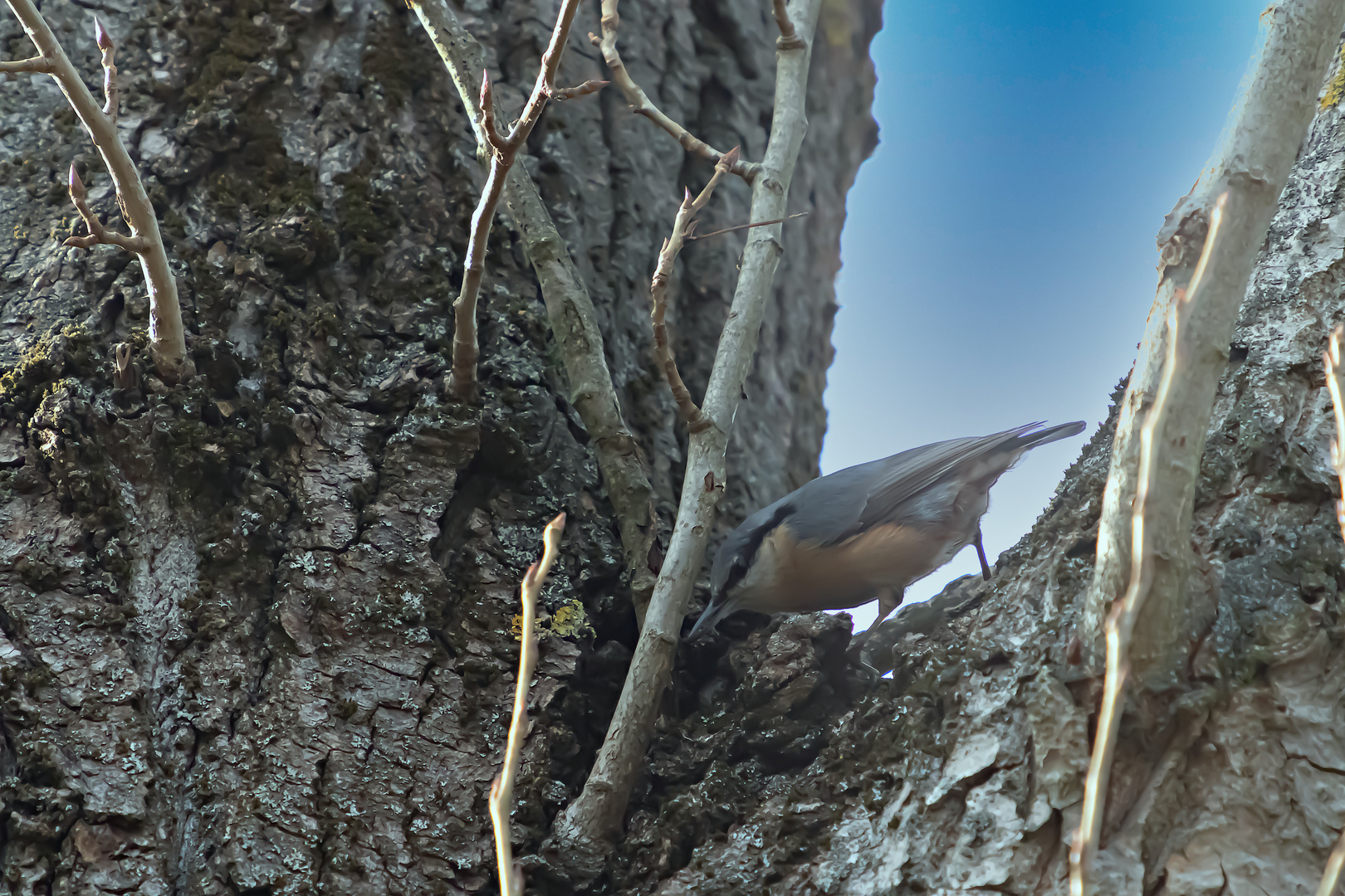 Kleiber  im Baum