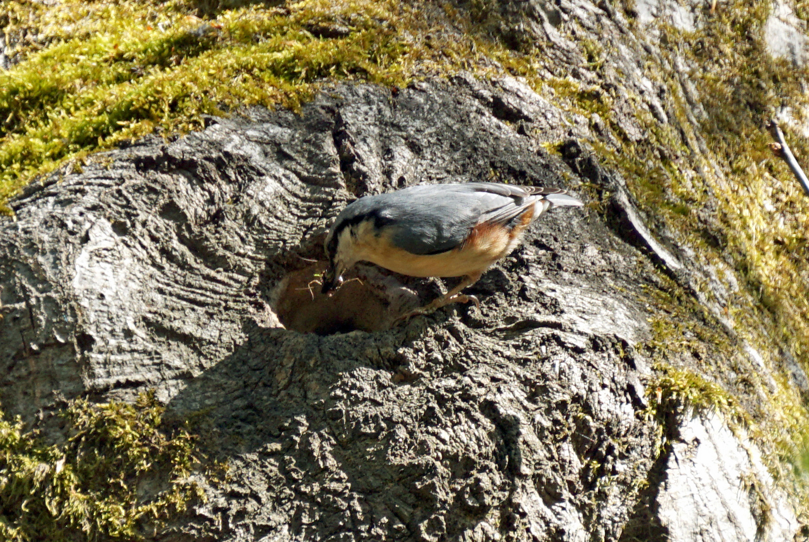 Kleiber im Bergischen Wald