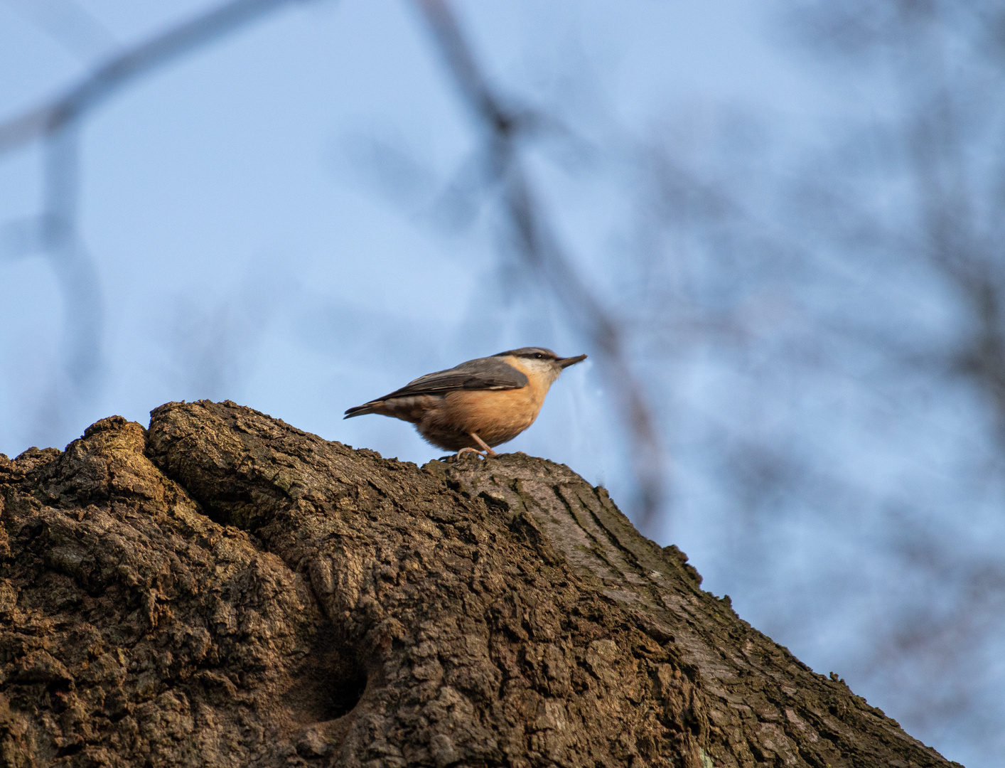 Kleiber im Britzer Garten