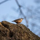 Kleiber im Britzer Garten