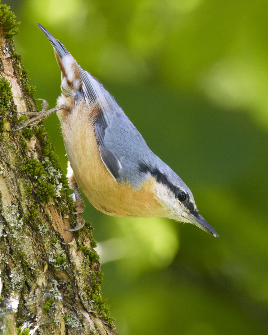 Kleiber im eigenen Garten