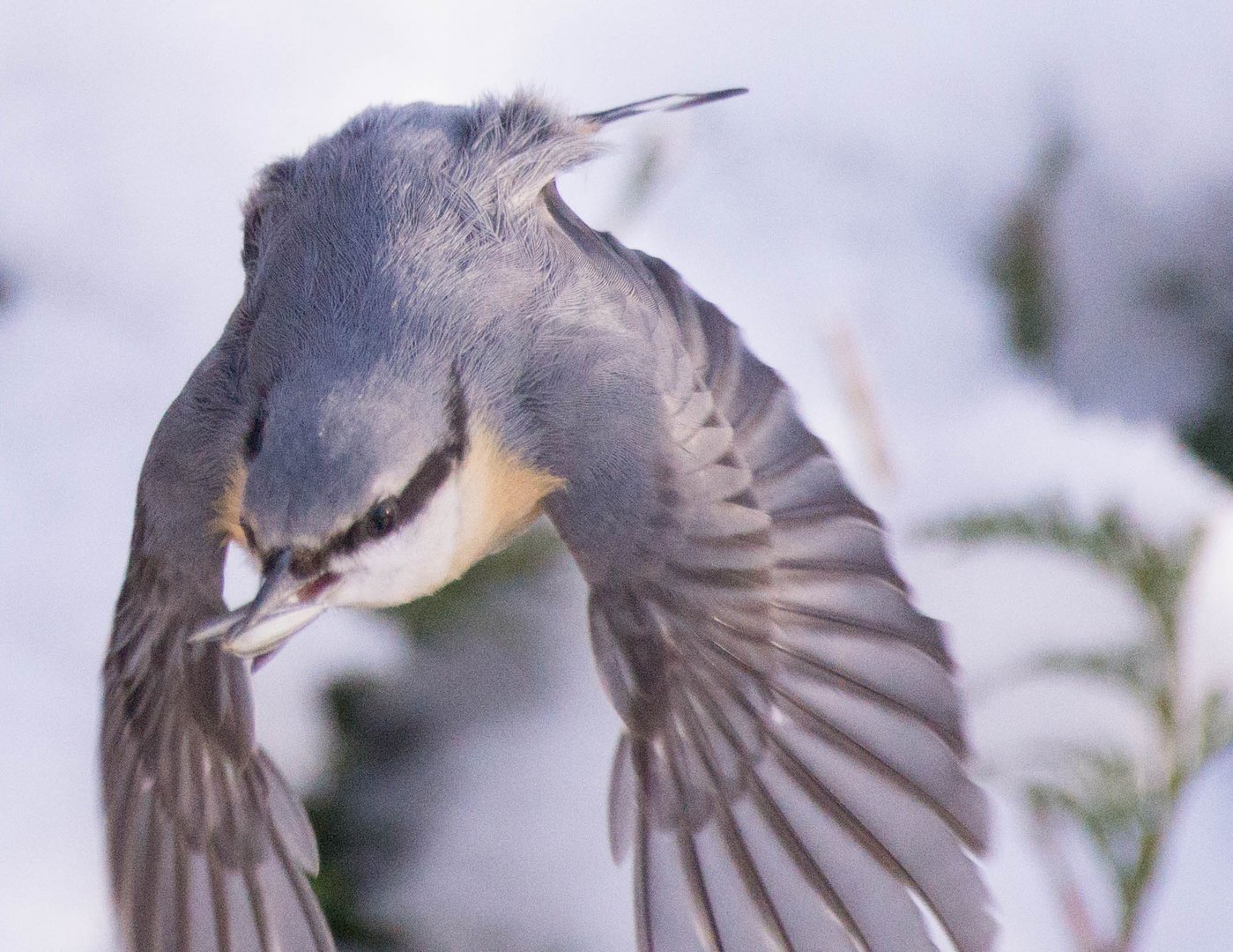 Kleiber im Flug