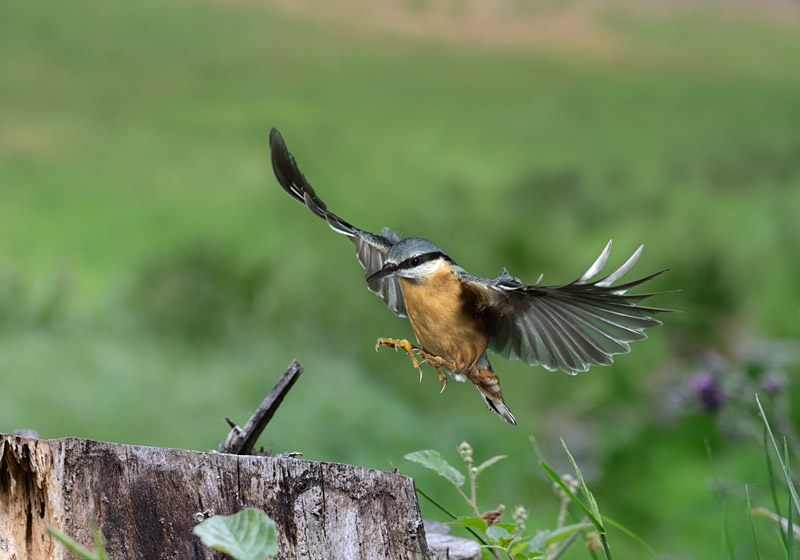 Kleiber im Flug 1