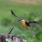 Kleiber im Flug 1