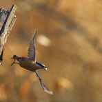 Kleiber im Flug