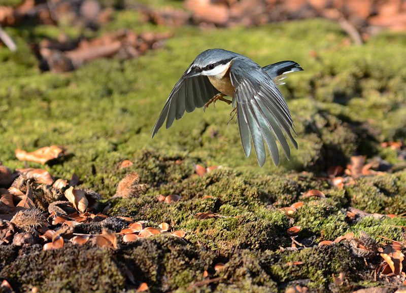 Kleiber im Flug 3