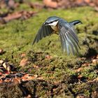 Kleiber im Flug 3