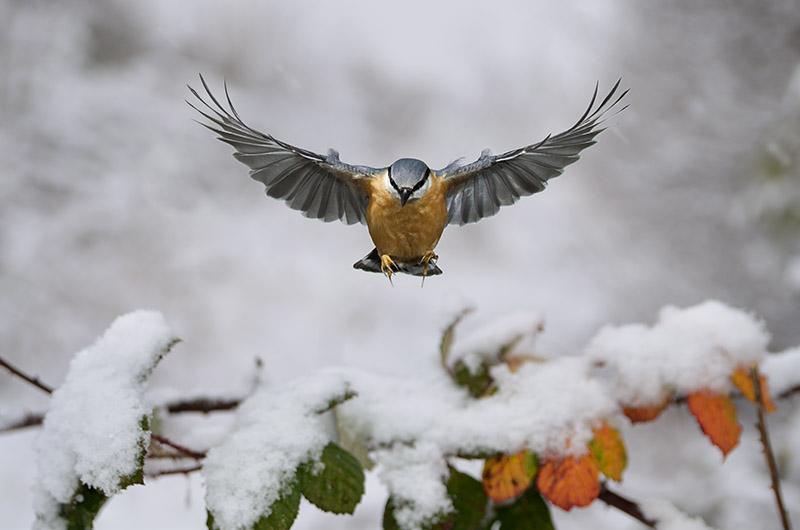 Kleiber im Flug 4