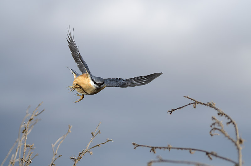 Kleiber im Flug 5