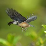 Kleiber im Flug