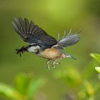 Kleiber im Flug