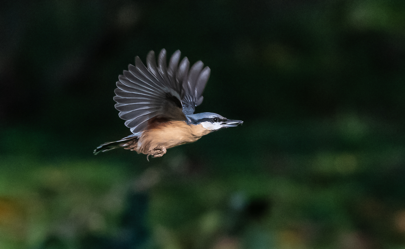 Kleiber im Flug