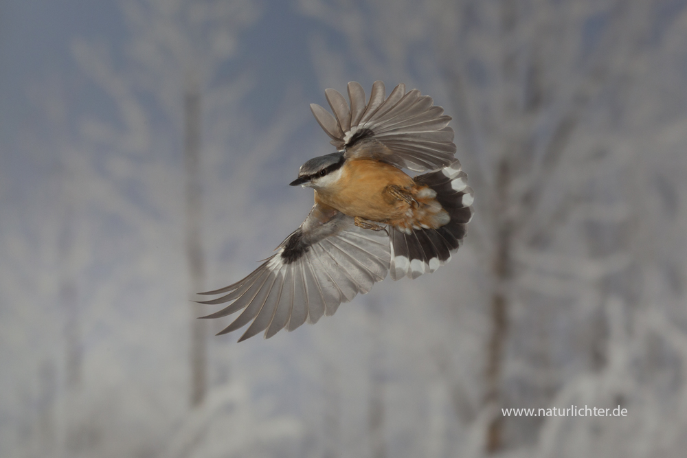 Kleiber Im Flug