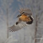 Kleiber Im Flug