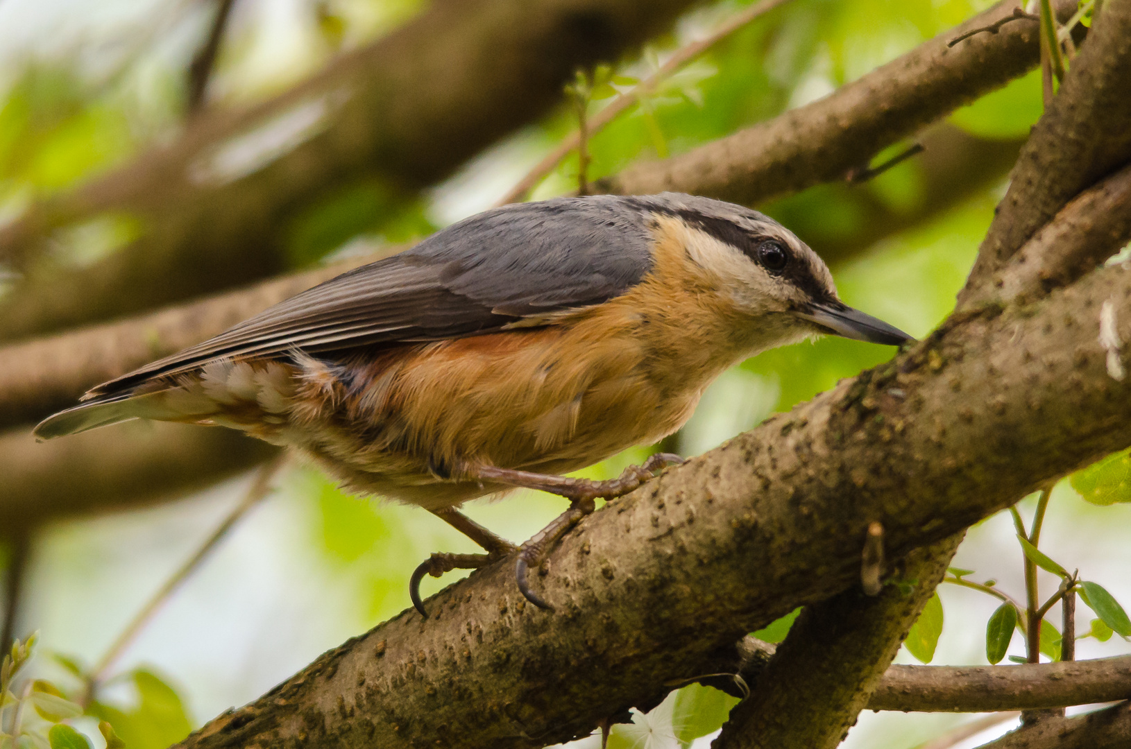 Kleiber im Garten 2