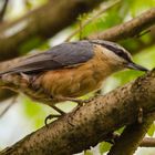 Kleiber im Garten 2