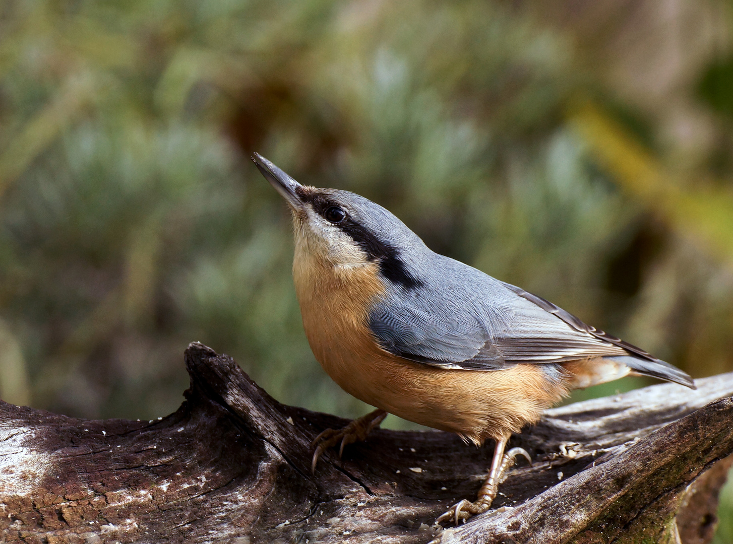 Kleiber im Garten