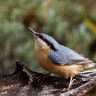 Kleiber im Garten