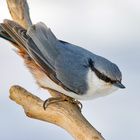 Kleiber im Garten