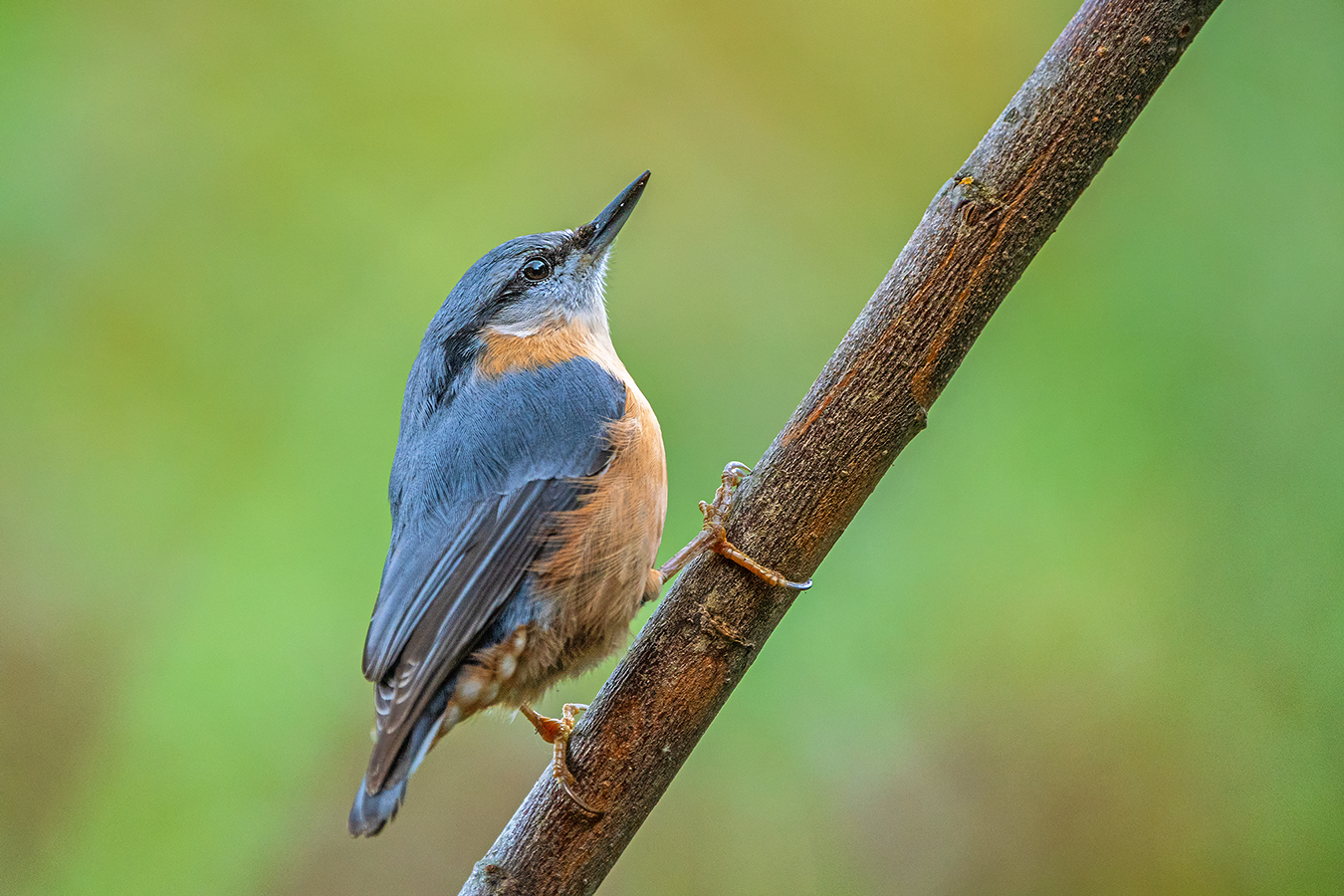 Kleiber im Garten entdeckt