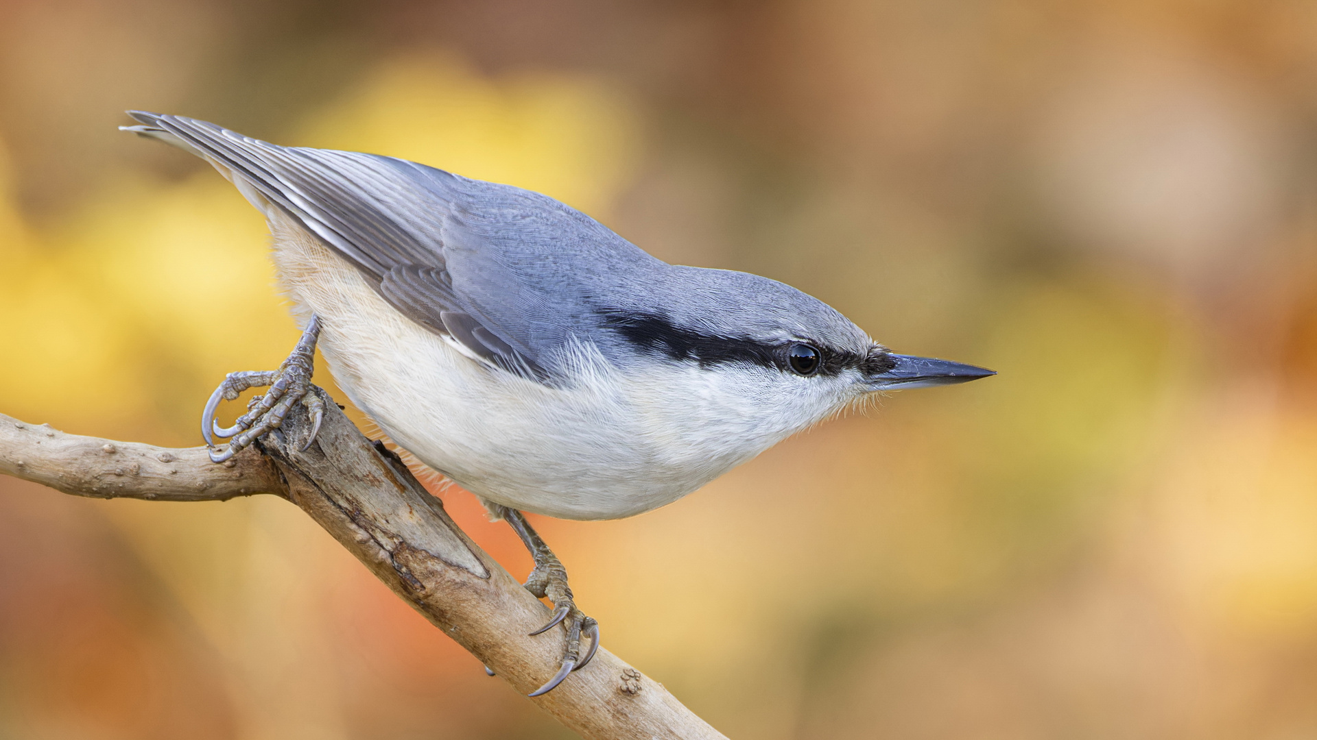 Kleiber im Herbst