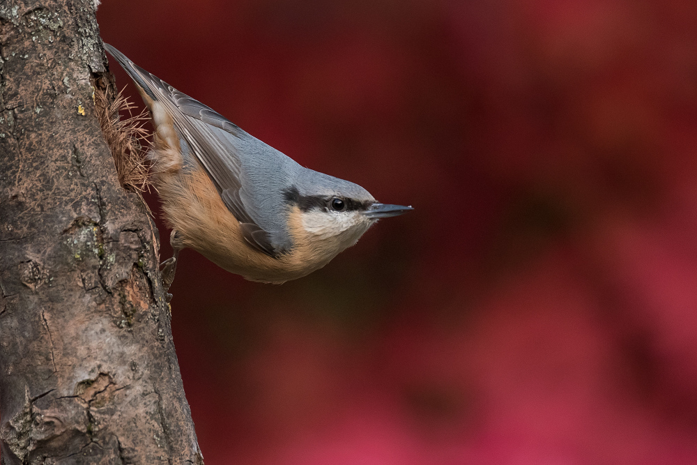 Kleiber im Herbst