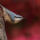 Kleiber im Herbst