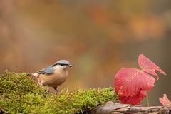 Kleiber im Herbst