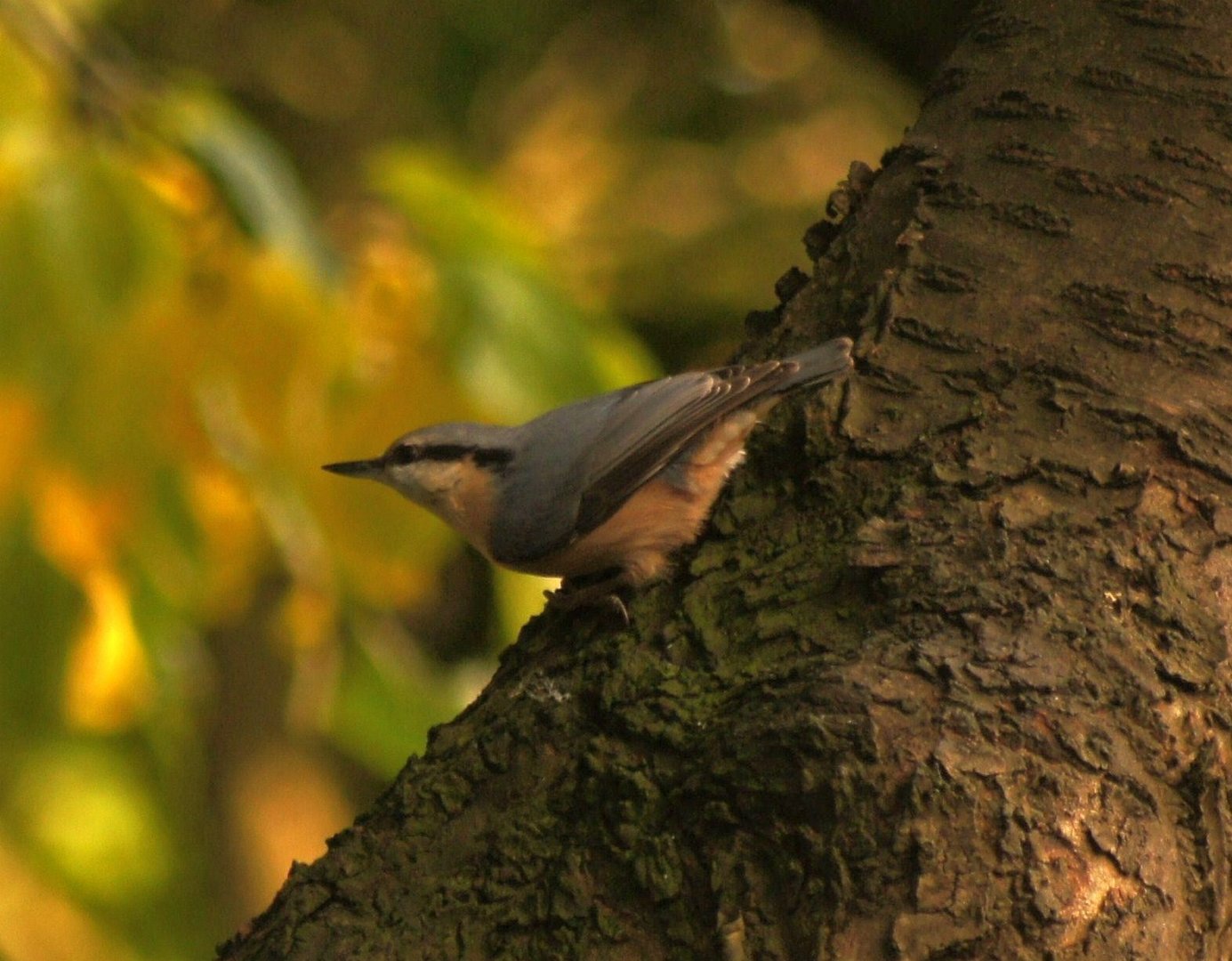 Kleiber im Herbstfeuer