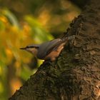 Kleiber im Herbstfeuer