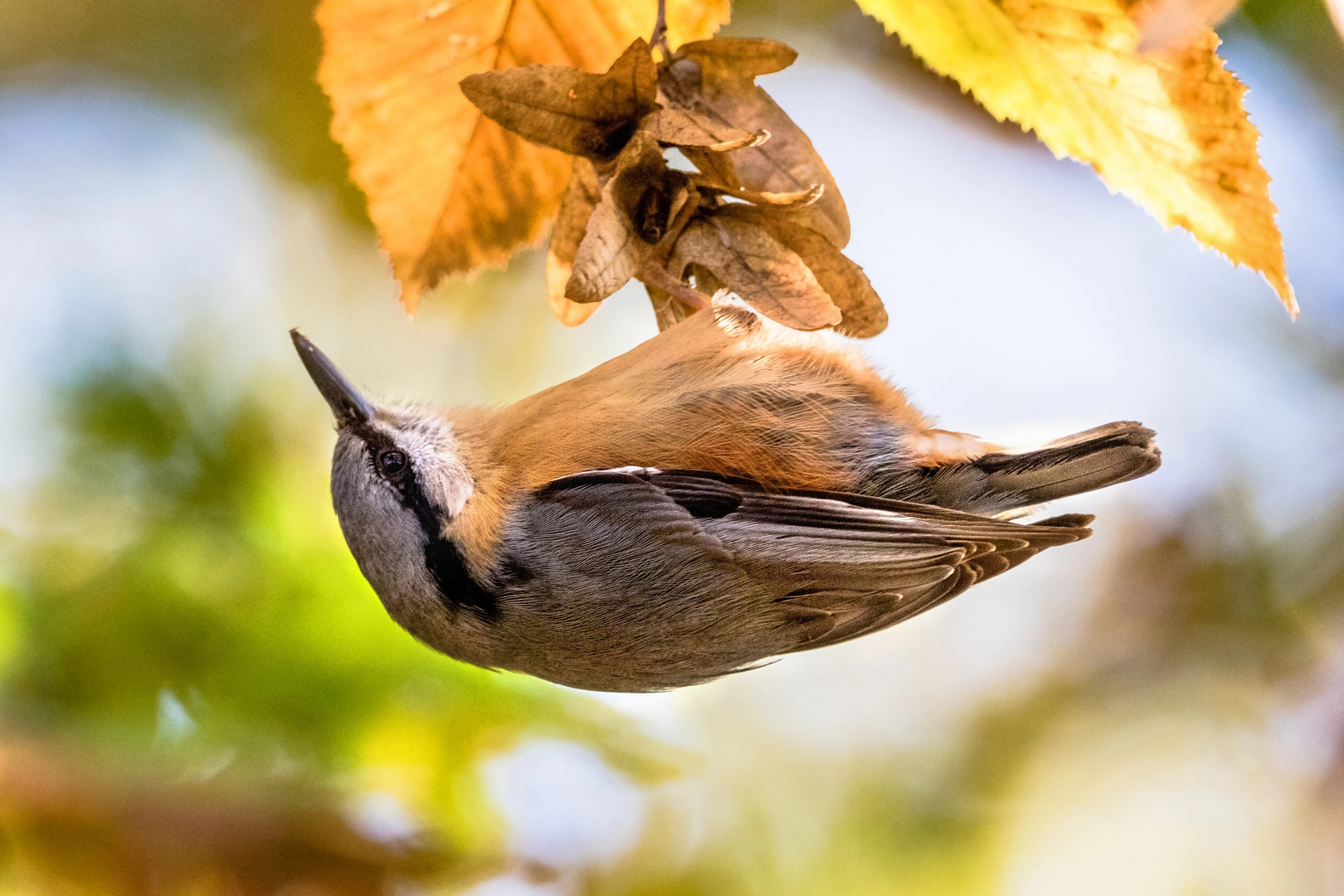 Kleiber im Herbstlaub