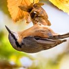 Kleiber im Herbstlaub