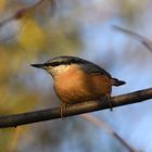 Kleiber im Herbstlicht