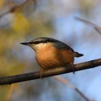 Kleiber im Herbstlicht