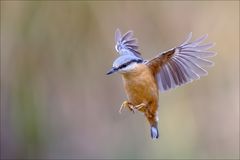 Kleiber im Lande_Anflug...