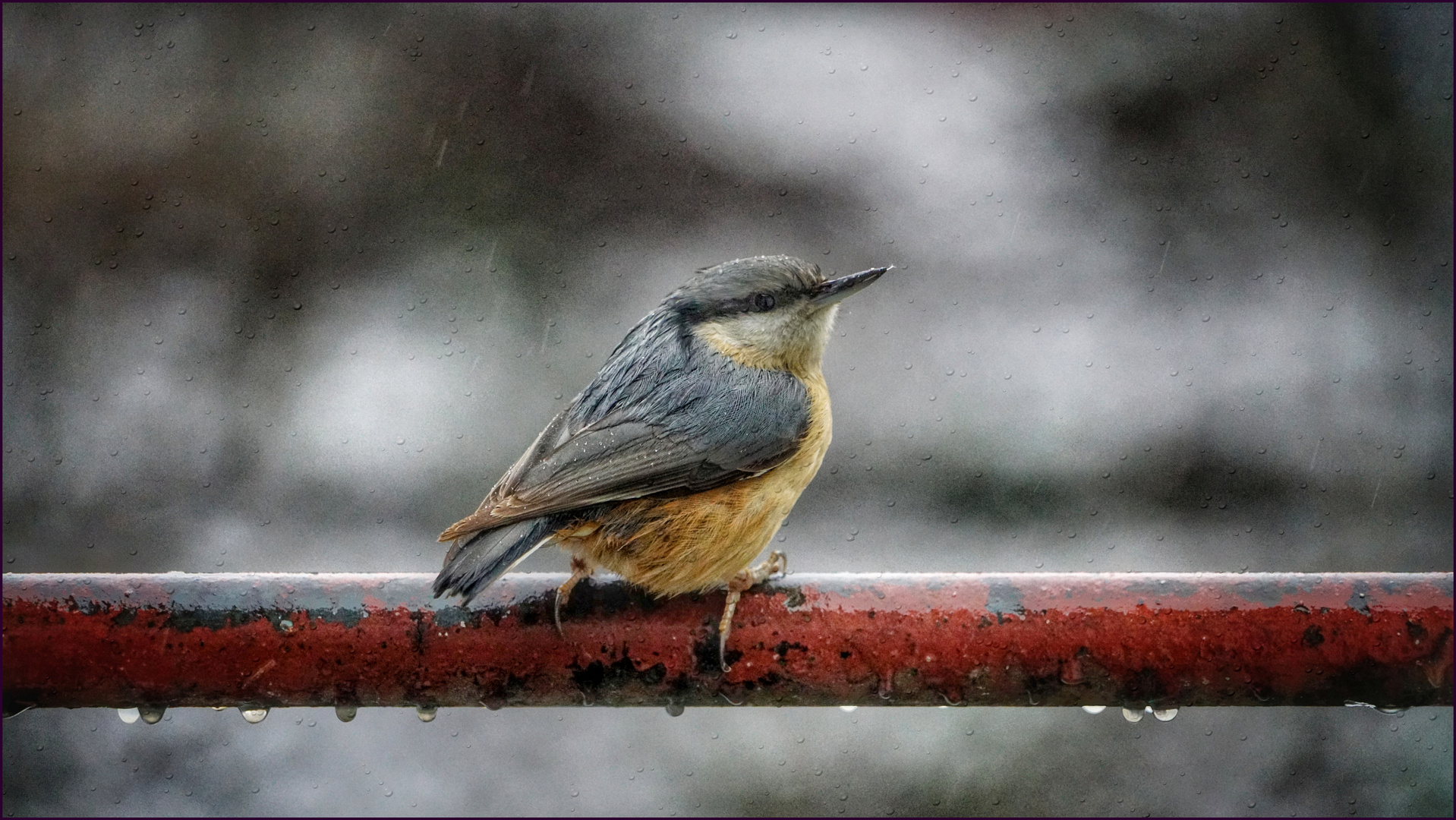 Kleiber - im Regen ....