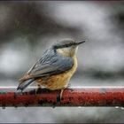 Kleiber - im Regen ....