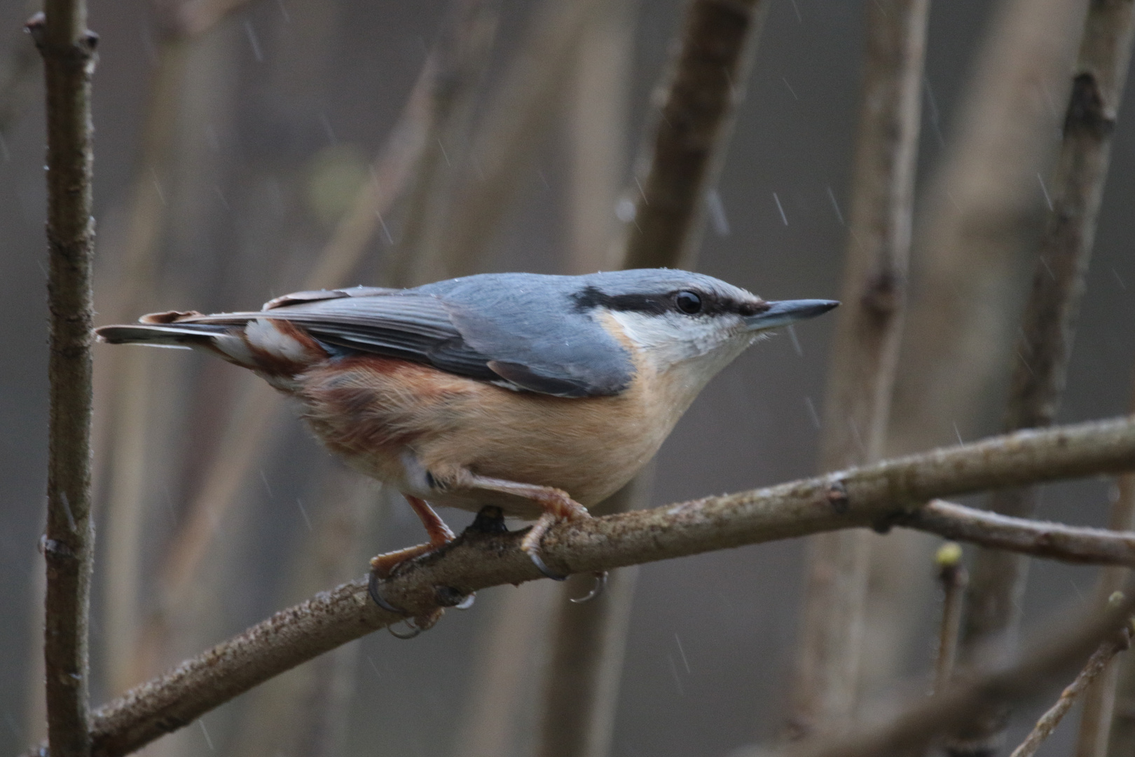 Kleiber im Regen IMG_1364