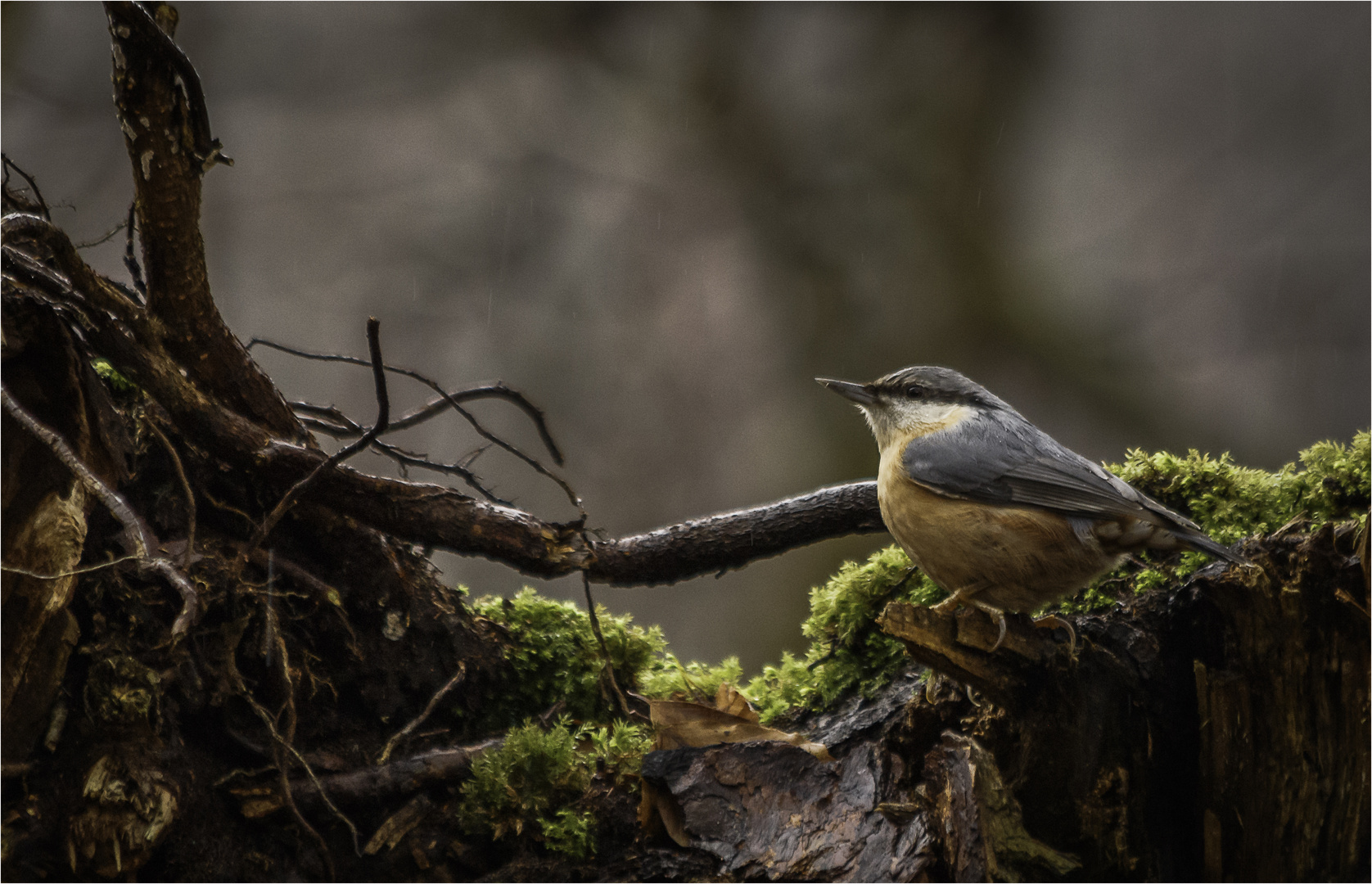 Kleiber im Regen (Sitta europea)