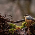 Kleiber im Regen (Sitta europea)