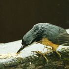 Kleiber im Regenwetter