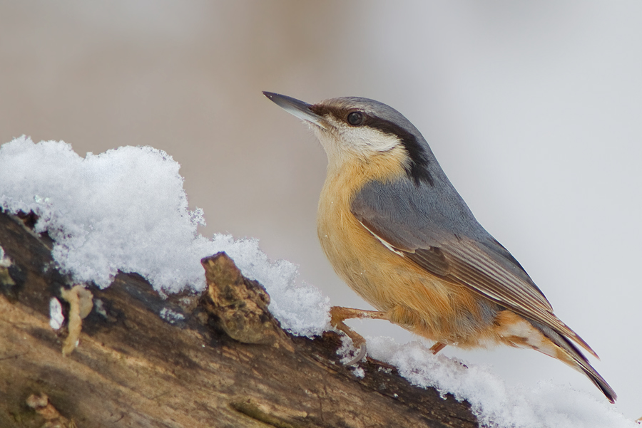 Kleiber im Schnee