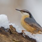 Kleiber im Schnee