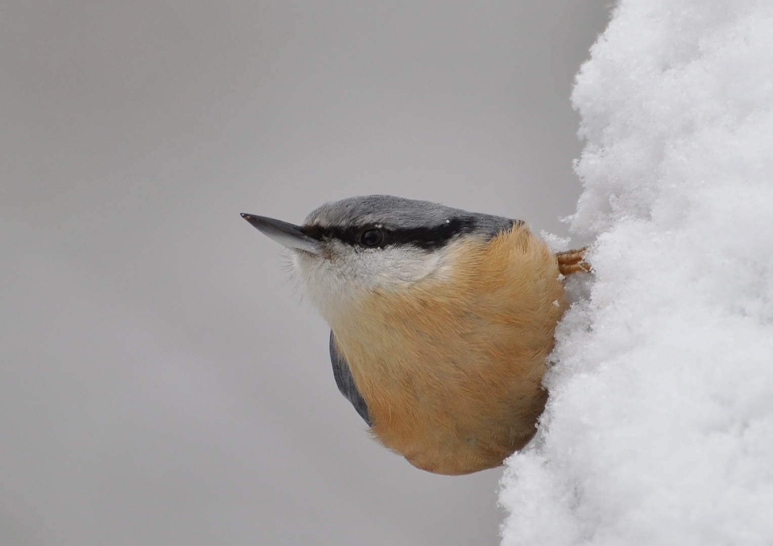 Kleiber im Schnee