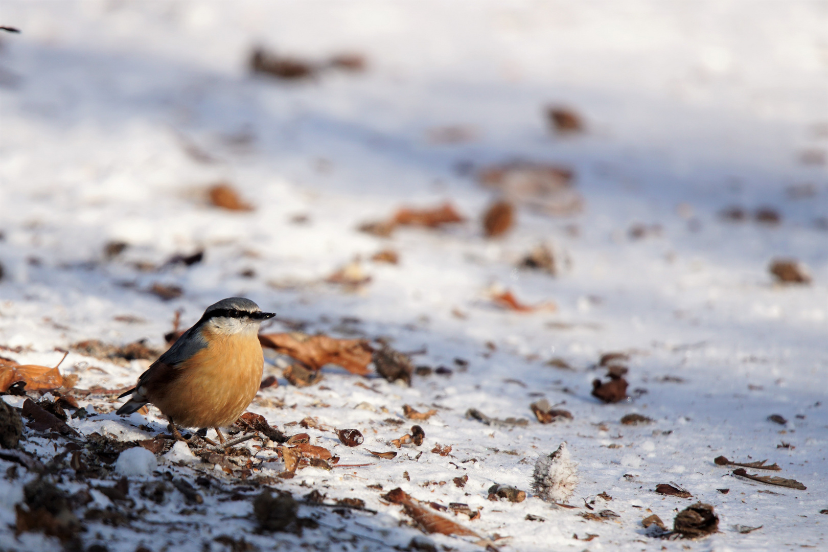 Kleiber im Schnee